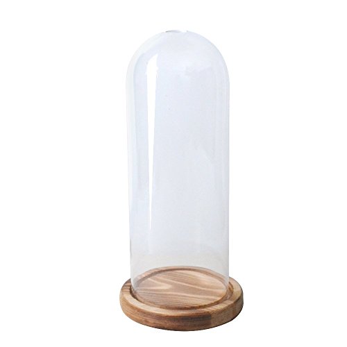Reelva Decorative Clear Glass Cloche Bell Jar Display Case (D9cmH25cm)