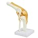 Knee Model - Functional Knee Joint Model, Life Size Anatomical Knee with Functional Ligaments