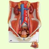 3B Scientific Dual Sex 6-Part Urinary System