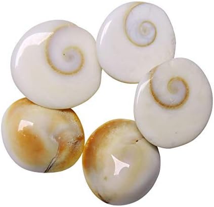Saptraag 1 Gomti Chakra (21, 2 cm)