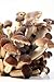 Hinterland Trading Mushroom Italian Poplar 100+ Spore Coated Carrier Seeds Grow Your Own Fresh Gourmet Mushrooms by Hinterland Trading