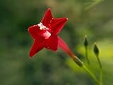 35 RED CYPRESS VINE (Star Glory / Hummingbird Vine) Ipomoea Quamoclit Flower Seeds