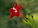 35 RED CYPRESS VINE (Star Glory / Hummingbird Vine) Ipomoea Quamoclit Flower Seeds