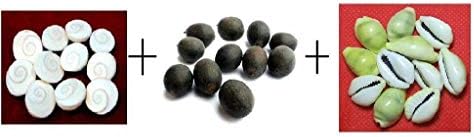 Saptraag Pack of 21 Pilli Kodi, 21 Kamal Gatta Seed, 21 Gomati Chakra and Very Rare