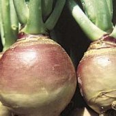 Seed Kingdom American Purple Top Rutabaga Heirloom Seeds - 1,000 Non-GMO Vegetable Seeds, 90 Days to Sweet Orange Flesh Harvest