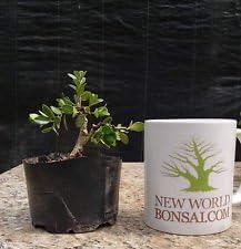 Bonsai Tree, Japanese Boxwood Bonsai tree, Mame Bonsai, Wired #3
