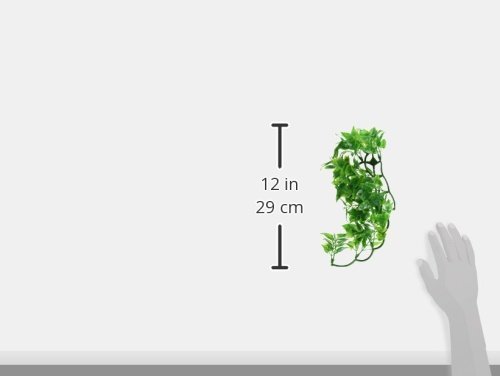 Zoo Med Laboratories SZMBU10 Natural Bushy Mexican Phyllo, Small
