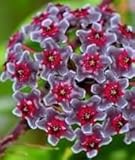 Hoya carnosa Multi Coloured - Hindu rope - Wax plant - 10 seeds