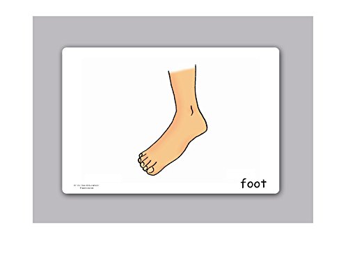 Body Parts Flashcards for Toddlers - English Vocabulary Picture Cards