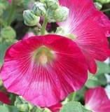 25 BRIGHT HOT PINK HOLLYHOCK Alcea Rosea Flower Seeds PerennialComb S/H