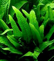 25 Live Aquarium Plants/9 Different Kinds - Amazon Swords, Anubias, Java Fern, Ludwigia and much more! Great plant sampler for 10-15 gal tanks!