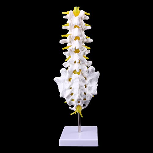 Abicial Anatomical Lumbar Vertebrae Model Caudal Vertebra Anatomy Medical Teaching Tool