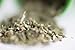 Smokey's Stash Organic Catnip OG puss Potent cat nip for Cats Small pop top
