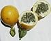 Fresh Yellow Golden Passion Fruit (3lbs)
