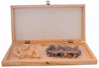 HOLCUS Konex Wooden Chess Board (13 Inch) with Wooden Pawns