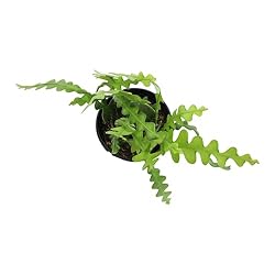 Zigzag Fishbone Cactus Plants Hanging