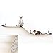 CatastrophiCreations Cat Multi-Level Raceway Hammock Wall Mounted Lounger for Climb and Play Furniture Cat Tree Shelves, Natural/Natural (LR11NANT)