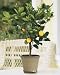2-3 Year Old (2-3 Ft) Meyer Lemon Tree