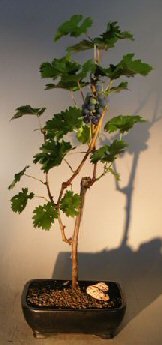 Bonsai Boy's Grapevine Bonsai Tree cabernet sauvignon