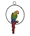 Hanging Parrot Statue Sculpture On Metal Round Ring Decor for Patio Garden Lawn and Nature Lovers Tropical Bird Collectors by Gifts