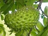 SOURSOP / Guanabana / Graviola / Annona muricata 3 SEEDS by HG