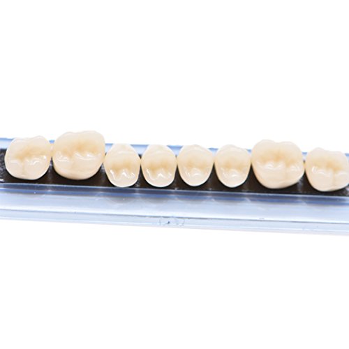 Oral Dentistry 168 Pcs Dental Complete Acrylic Resin Denture False Teeth for Halloween Horror Teeth 6 Sets Synthetic Resin Teeth Denture (1 Box) - Thumbnail 4