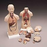 Twelve-Part Mini Torso B22