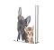 Livro Albert, o Cão que Amava Gatos