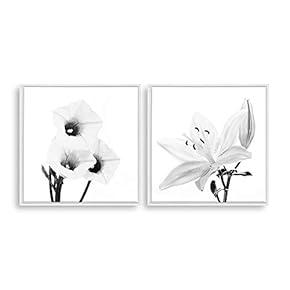 2 Piece Framed Home Artwork Transparent Flower for...