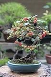 Bonsai Black Mulberry Tree - Large Thick Trunk - Fruit Bearing Indoor Bonsai Tree Cutting - No Roots - Detailed Easy Instructions Included - Bonsai Fruit Tree
