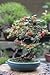 Bonsai Black Mulberry Tree - Large Thick Trunk - Fruit Bearing Indoor Bonsai Tree Cutting - No Roots - Detailed Easy Instructions Included - Bonsai Fruit Tree