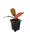 Prince of Orange Moonlight Philodendron - Easy to Grow - 4