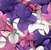 Original Sync Swimwear Petal Swim Caps I Vintage Retro Flower Bathing Cap Cupcake