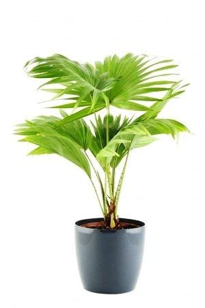 LIVE GREEN China Palm Indoor and Outdoor Plant with Pot