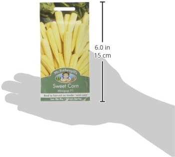 Mr Fothergill's Sweet Corn Minipop F1, Yellow - Image 4
