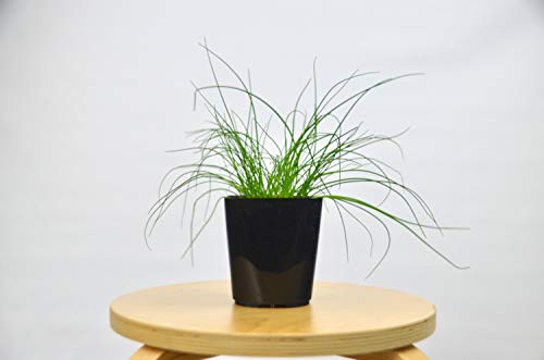 Herb 'Onion Chives' Plant / 4" Pot/Live Plant/House Plant