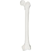 Axis Scientific Femur Bone Model, Left | Cast from a Real Human Femur Bone l Upper Leg Bone Model Has Realistic Texture and Important Bony