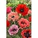 ORIENTAL POPPY-Red and Pink Mix "Papaver Orientale" 25+Perennial Seeds