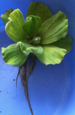 1 Water Lettuce Pistia stratiotes, Aquatic, Aquarium, Pond Plant 3" - 5" NHKM133