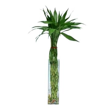 Lucky Leafy Braided Lucky Bamboo Twelve Sticks With Free Tall