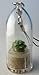 Fluffy - Live Cacti Terrarium Flower -Boo-Boo Plant