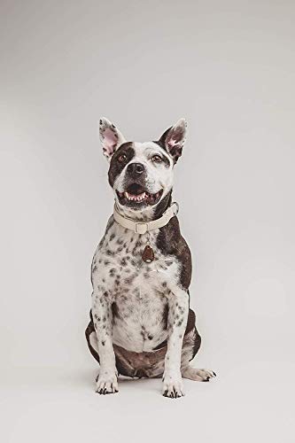 SonicGuard | Chemical-Free Pet Accessories for Flea Prevention and Tick Control For Dogs