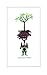 Monsieur Manioc au Sénégal (Les aventures de Monsieur Manioc t. 1) (French Edition) by Fatou Dabo