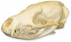 Oriental Civet Skull (Teaching Quality Replica)