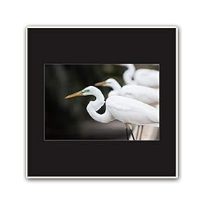 signwin Framed Canvas Wall Art A Bird Standing...