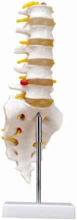 Human bones model of the lumbar spine model GX-119 lumbar height 38cm movable mannequin life-size [JUEKO] JK-3199A