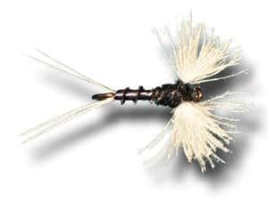 cdc trico