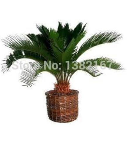 Amazon.com : Sago Palm Seeds for Planting - Great Indoor Plant (2