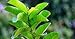 ORGANIC Omura FRESH GUAVA Leaves For Tea(50 LEAVES MORE)