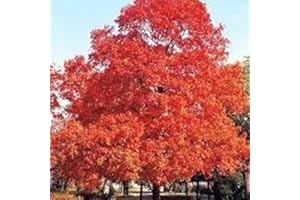Sugar Maple Tree Seeds (10) Canada Grown, Source of Maple Syrup
